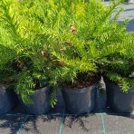 Tis obyčajný (Taxus baccata ) ‘REPANDENS’ – výška 20-40 cm, kont. C3L